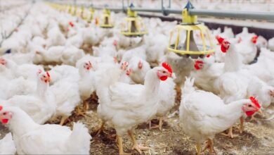 ADA dice que habrá 24.7 millones de unidades de pollo para Nochebuena