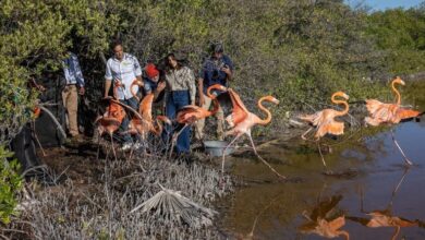 Zoológico dominicano libera 12 flamencos en Salinas de Baní