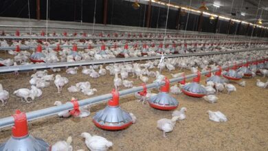 Avicultores garantizan pollos ni huevos subirán pese a crisis internacional